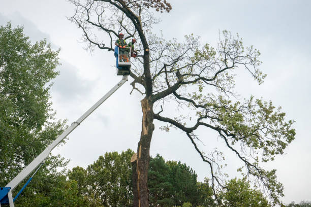 How Our Tree Care Process Works  in Briar Chapel, NC