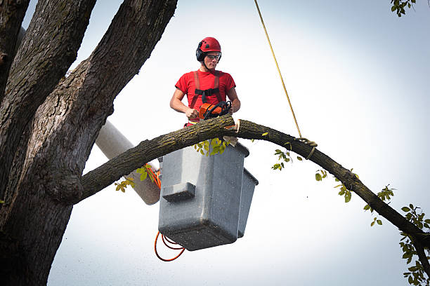 Best Tree Removal  in Briar Chapel, NC